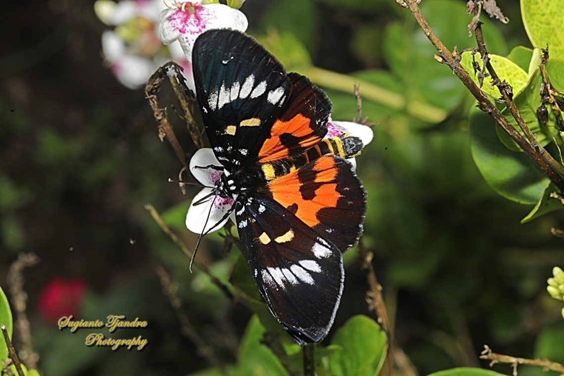 Dayflying Moth, Episteme bisma  Episteme bisma,Geotagged,Indonesia,Summer