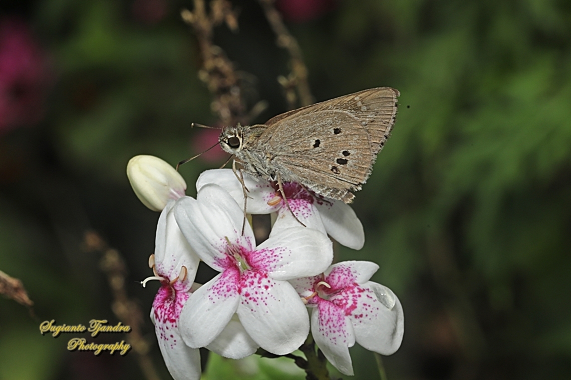 Skipper Butterfly, Palm Bob, Suastus gremius ssp gremius  Geotagged,Indonesia,Palm Bob,Suastus gremius,Summer