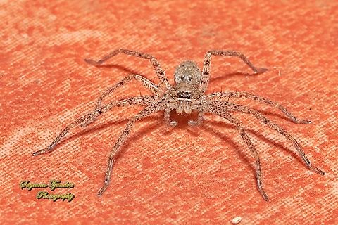 Pantropical Huntsman Spider, Heteropoda venatoria  Geotagged,Heteropoda venatoria,Indonesia,Pantropical Huntsman Spider,Summer