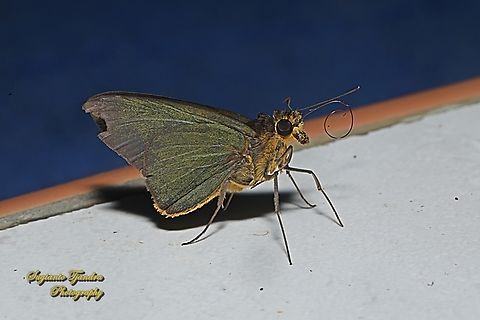 Skipper butterfly, Plain Green Palmer, Pirdana distanti distanti  Agava skipper,Geotagged,Indonesia,Pirdana distanti,Summer