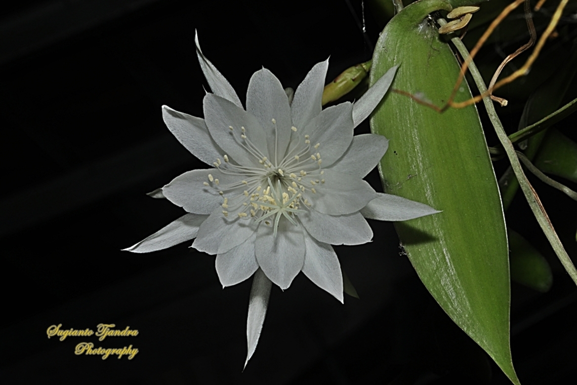 Wijaya Kusuma flower (Queen of the night), Epiphyllum oxypetalum  Dutchman's pipe cactus,Epiphyllum oxypetalum,Geotagged,Indonesia,Summer