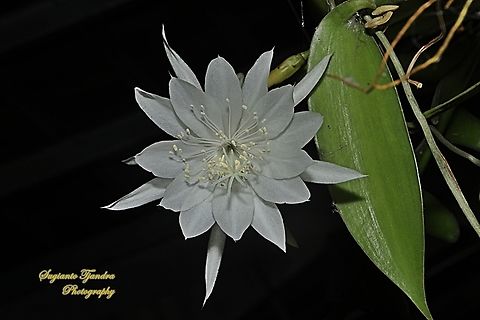 Wijaya Kusuma flower (Queen of the night), Epiphyllum oxypetalum  Dutchman's pipe cactus,Epiphyllum oxypetalum,Geotagged,Indonesia,Summer