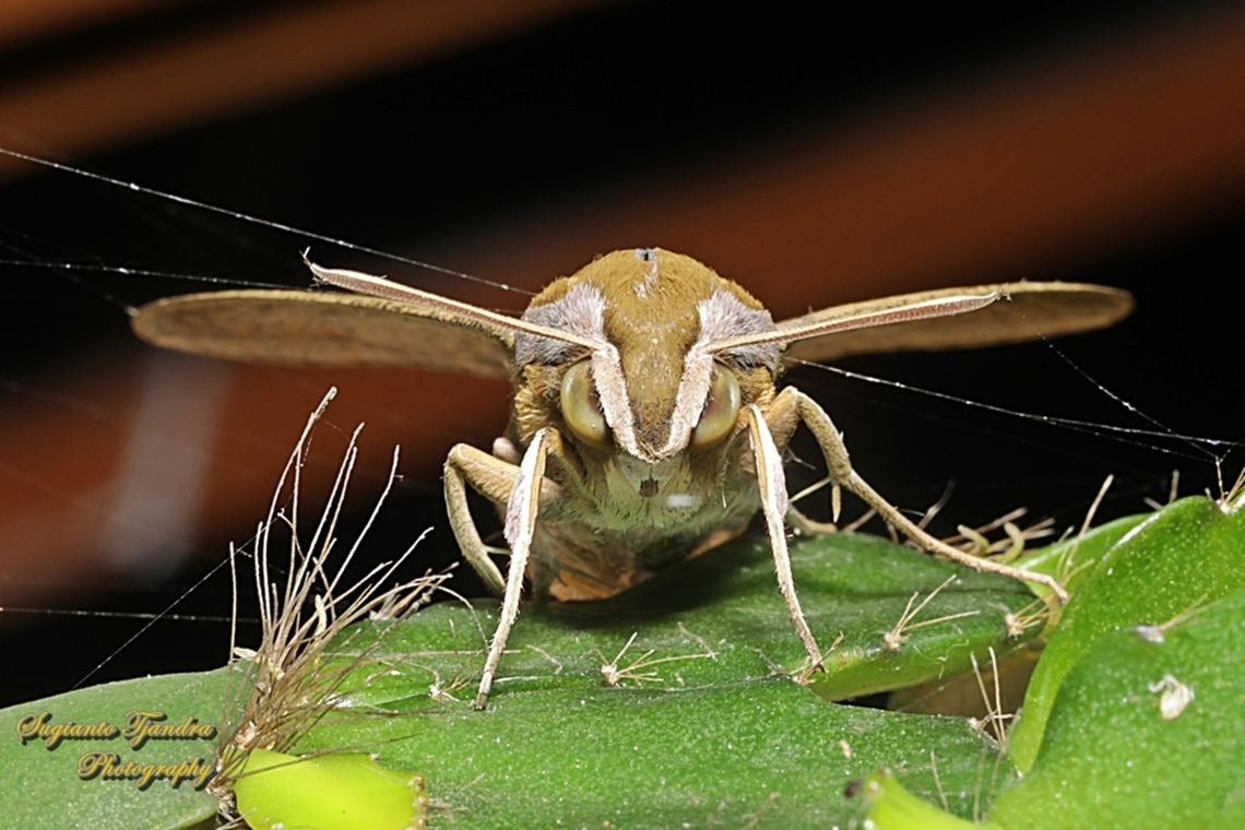 Vine Hawkmoth, Hippotion celerio  Geotagged,Hippotion celerio,Indonesia,Silver-striped hawk-moth,Summer