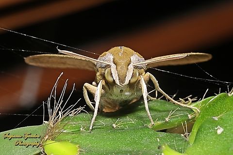 Vine Hawkmoth, Hippotion celerio  Geotagged,Hippotion celerio,Indonesia,Silver-striped hawk-moth,Summer