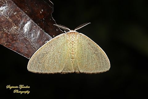 Geometer Moth, Geometrinae, family Geometridae  Geotagged,Indonesia,Summer