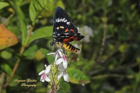 Dayflying Moth, Episteme bisma  Episteme bisma,Geotagged,Indonesia,Summer