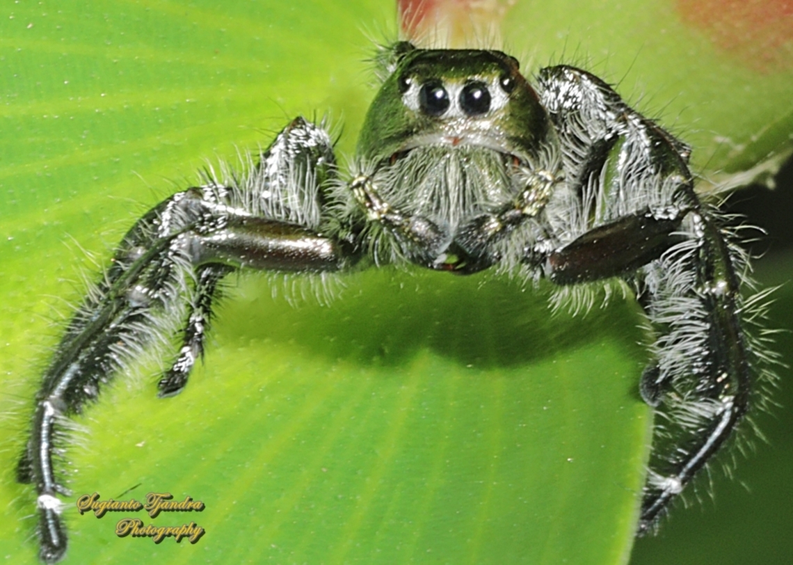 Jumping Spider, Hyllus diardi-male  Geotagged,Hyllus diardi,Indonesia,Summer
