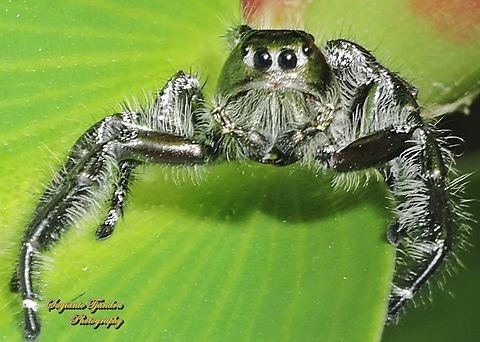 Jumping Spider, Hyllus diardi-male  Geotagged,Hyllus diardi,Indonesia,Summer