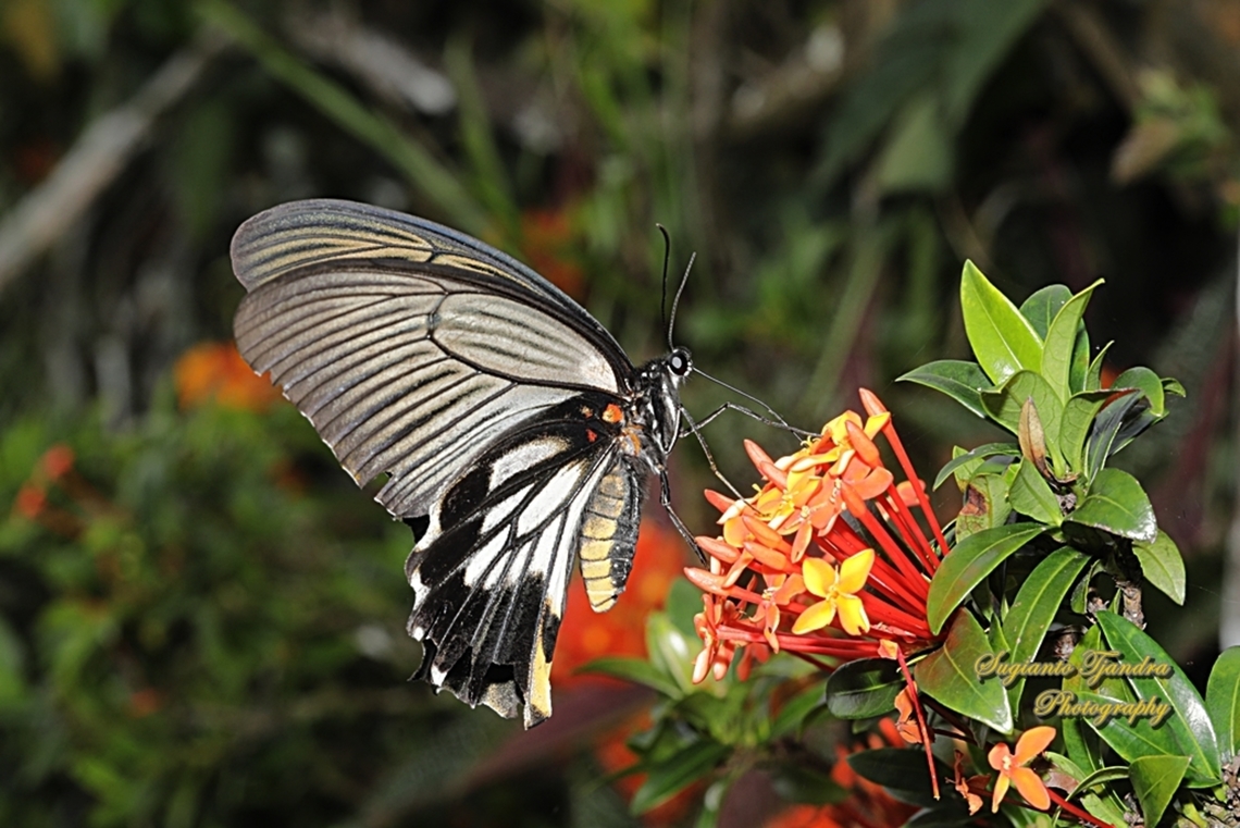 Great Mormon Butterfly, Papilio memnon memnon f. hiera  Geotagged,Great Mormon,Indonesia,Papilio memnon,Summer