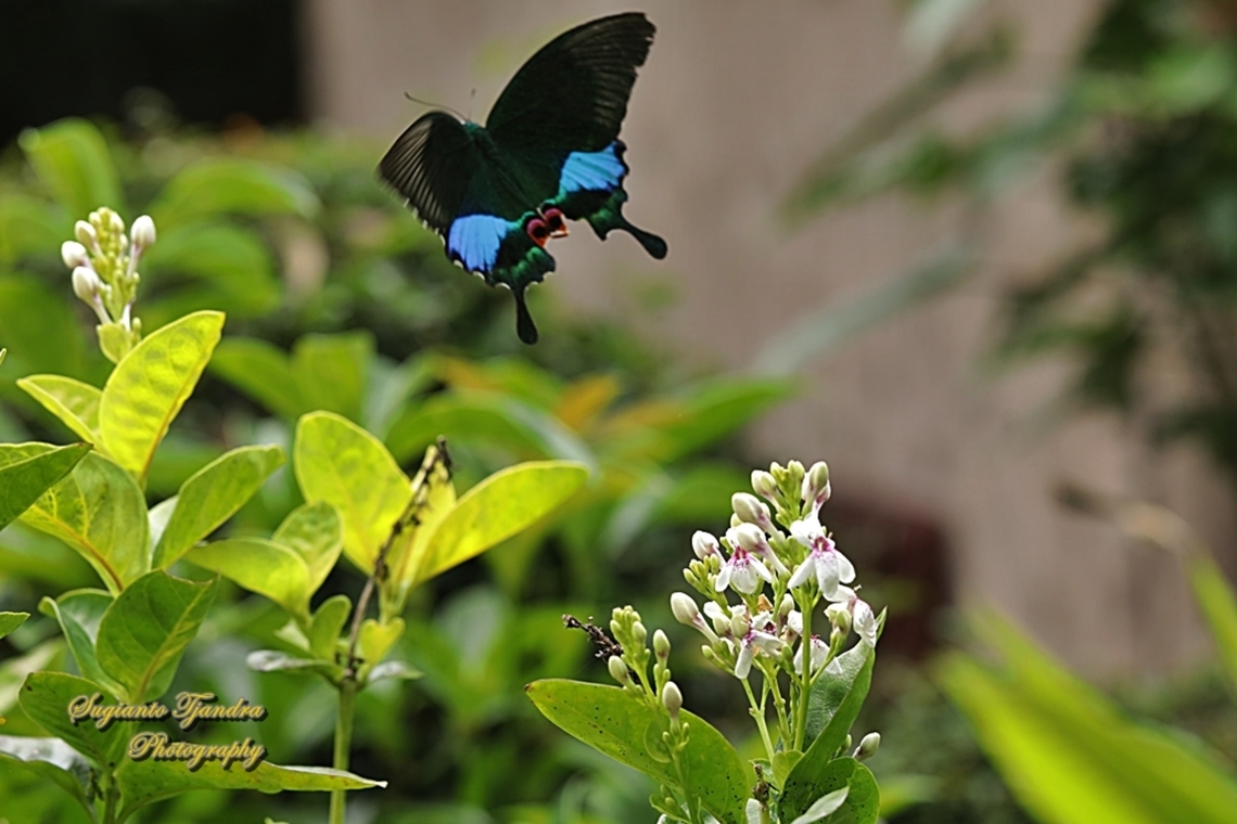 The Jungle Jade, Papilio karna ssp karna, family Papilionidae - flying off  Geotagged,Indonesia,Jungle Jade Swallowtail,Papilio karna,Summer