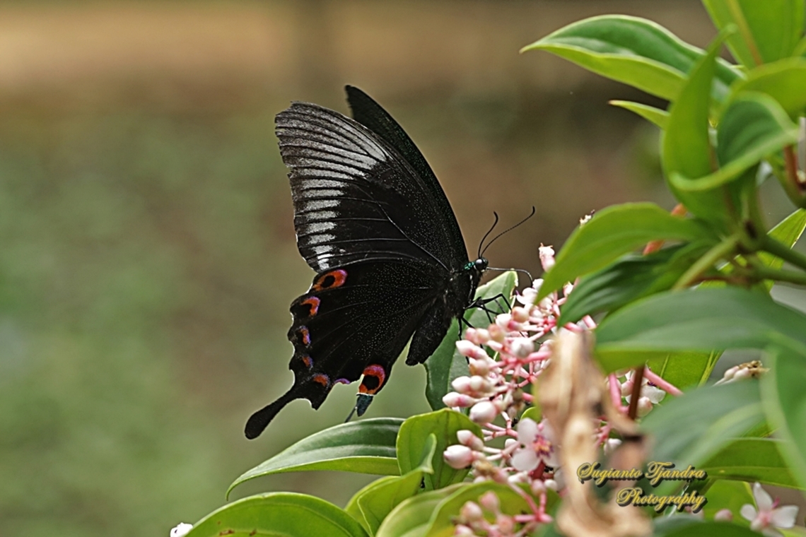 The Jungle Jade, Papilio karna ssp karna, family Papilionidae - underside  Geotagged,Indonesia,Jungle Jade Swallowtail,Papilio karna,Summer