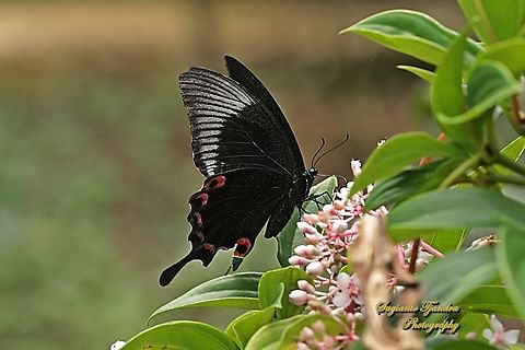 The Jungle Jade, Papilio karna ssp karna, family Papilionidae - underside  Geotagged,Indonesia,Jungle Jade Swallowtail,Papilio karna,Summer