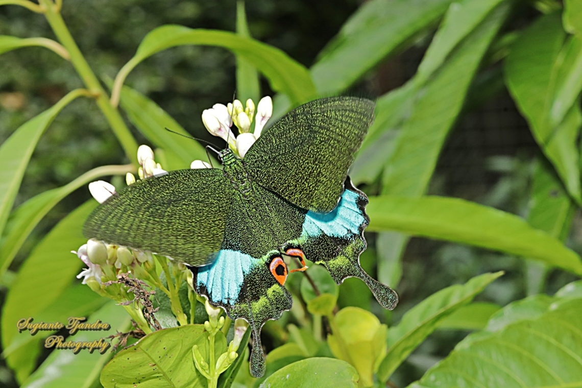 The Jungle Jade, Papilio karna ssp karna, family Papilionidae - upperside  Geotagged,Indonesia,Jungle Jade Swallowtail,Papilio karna,Summer
