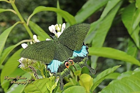 The Jungle Jade, Papilio karna ssp karna, family Papilionidae - upperside  Geotagged,Indonesia,Jungle Jade Swallowtail,Papilio karna,Summer