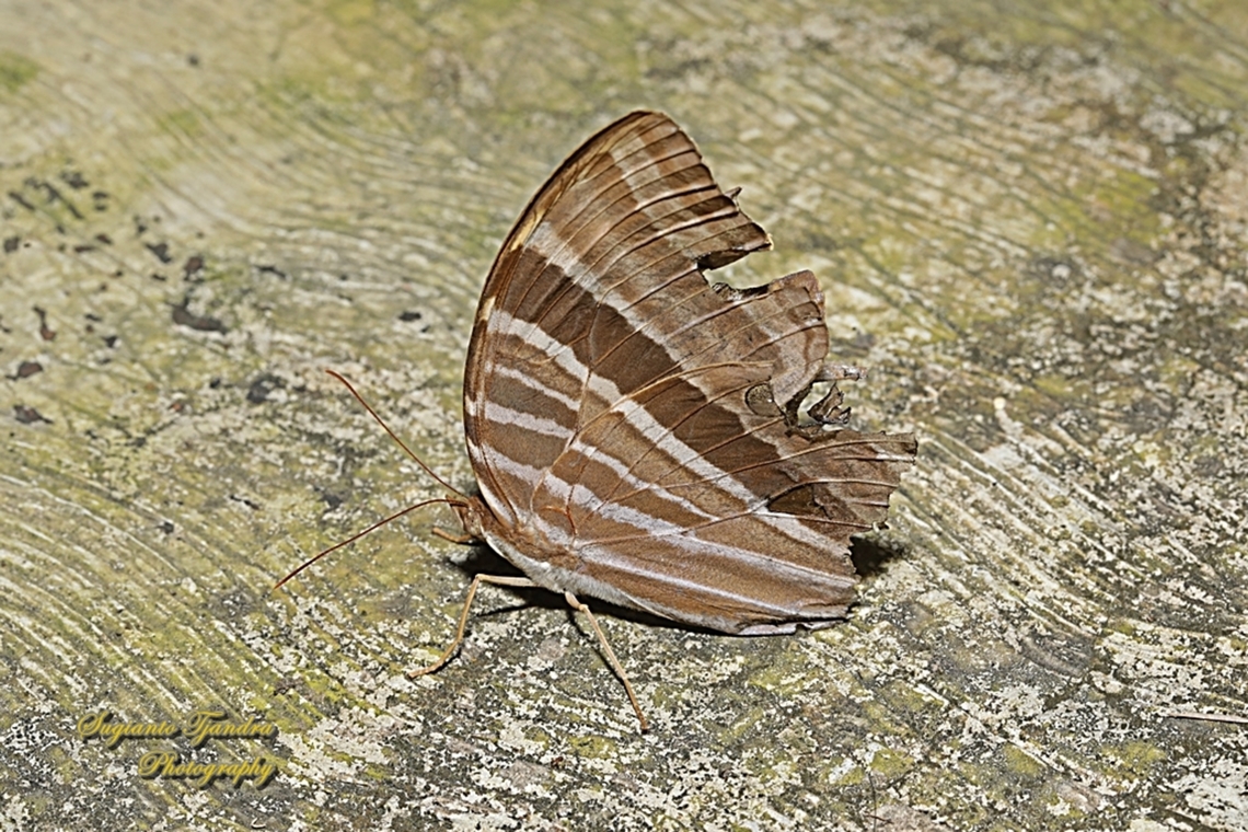 Palm King Butterfly, Amathusia phidippus  Amathusia phidippus,Geotagged,Indonesia,Palmking,Summer