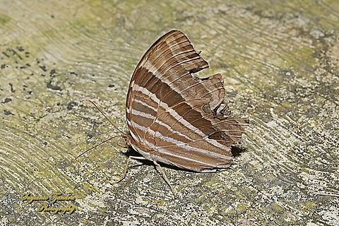 Palm King Butterfly, Amathusia phidippus  Amathusia phidippus,Geotagged,Indonesia,Palmking,Summer