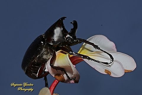 The brown rhinoceros beetle, Xylotrupes gideon  Geotagged,Indonesia,Siamese rhinoceros beetle,Summer,Xylotrupes gideon