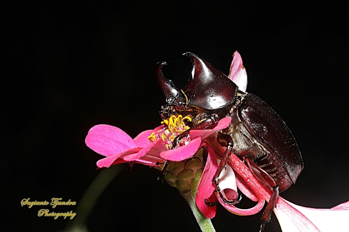 The brown rhinoceros beetle, Xylotrupes gideon  Geotagged,Indonesia,Siamese rhinoceros beetle,Summer,Xylotrupes gideon