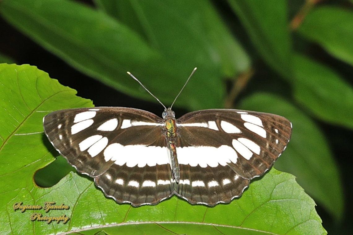 Common Sailor Butterfly, Neptis hylas matuta - upperside  Common sailor,Geotagged,Indonesia,Neptis hylas,Summer