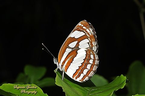 Common Sailor Butterfly, Neptis hylas matuta - lowerside  Common sailor,Geotagged,Indonesia,Neptis hylas,Summer