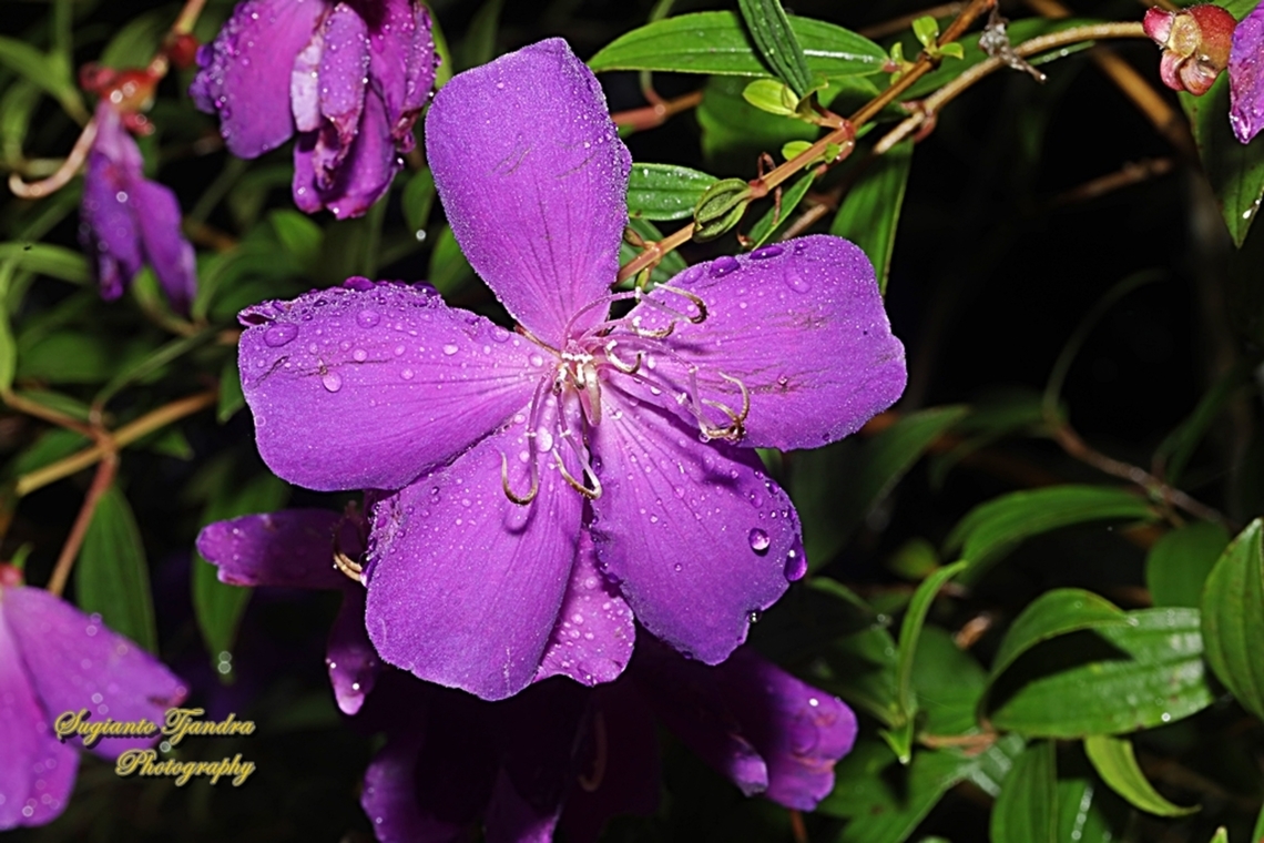 Glory Bush, Pleroma semidecandrum  Geotagged,Indonesia,Pleroma semidecandrum,Princess flower,Summer,Tibouchina semidecandra
