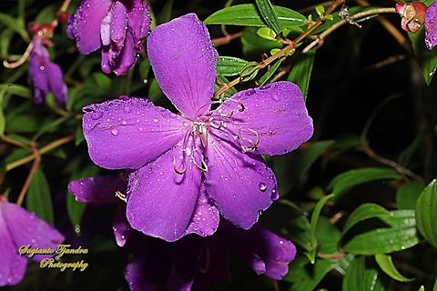 Glory Bush, Pleroma semidecandrum  Geotagged,Indonesia,Pleroma semidecandrum,Princess flower,Summer,Tibouchina semidecandra