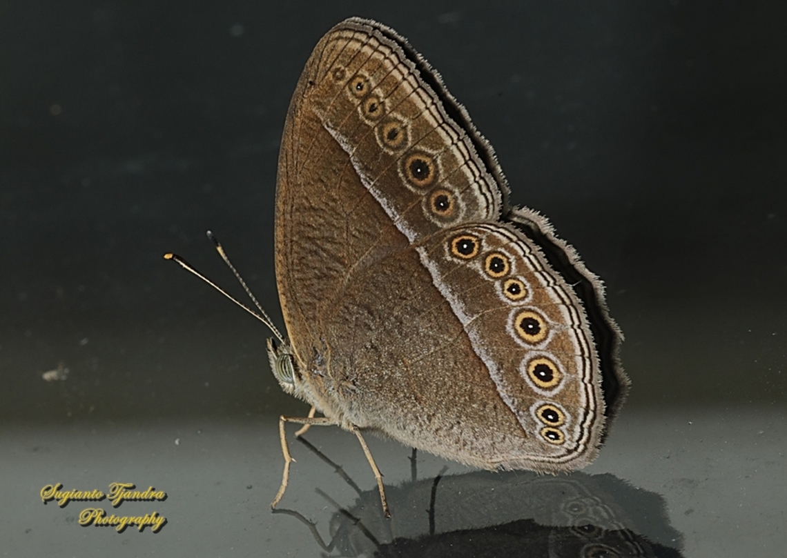 Common Bushbrown, Telinga janardana  Common Bushbrown,Geotagged,Indonesia,Summer,Telinga janardana