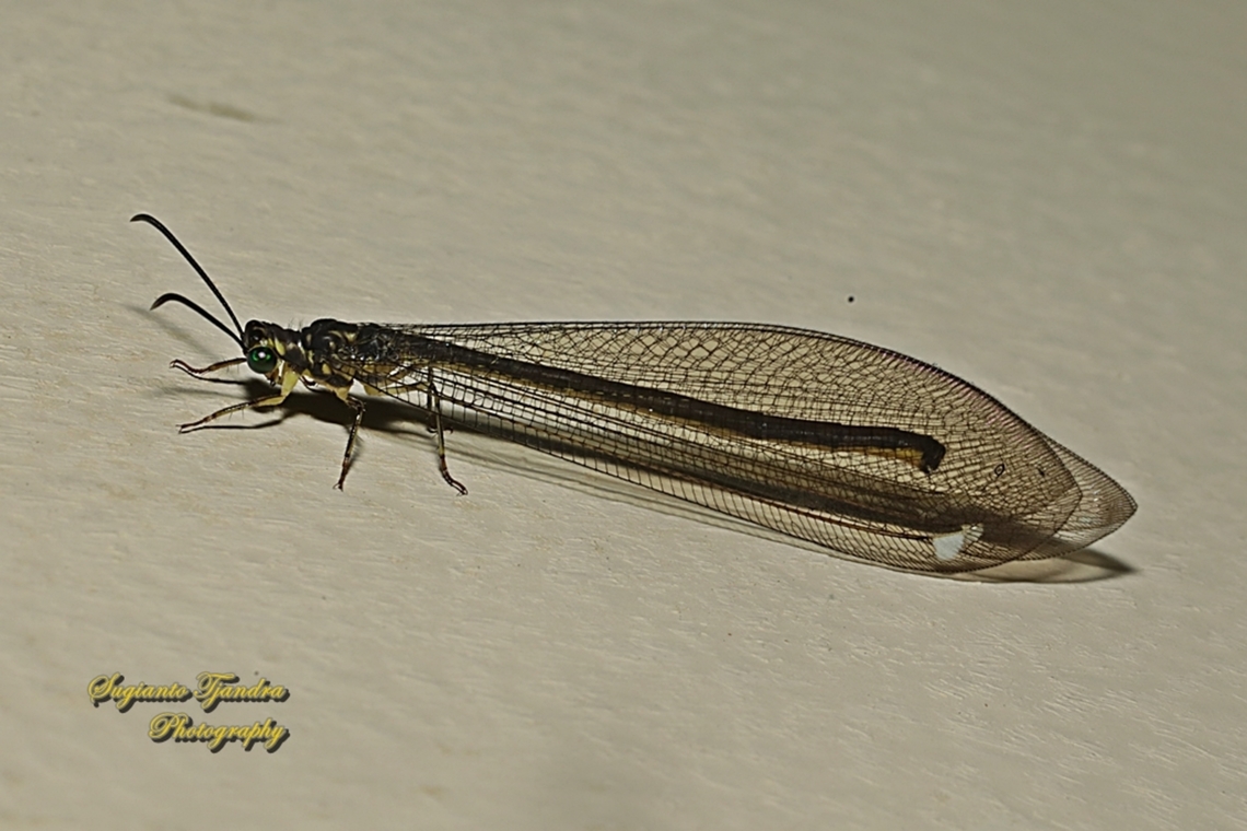Pit-trapping Antlions, Tribe Myrmeleontini  Geotagged,Indonesia,Summer