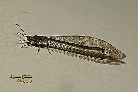 Pit-trapping Antlions, Tribe Myrmeleontini  Geotagged,Indonesia,Summer