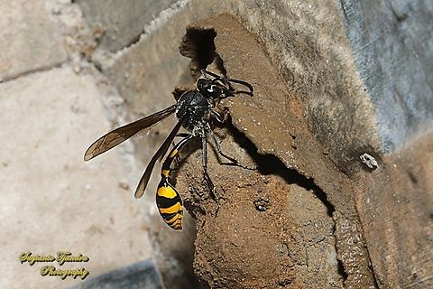 Tiger Potter Wasp, Phimenes flavopictus blanchard, family Vespidae  Geotagged,Indonesia,Phimenes flavopictus,Summer