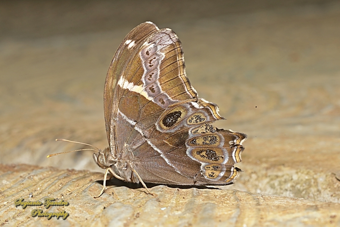 The Bamboo Tree-Brown Butterfly, Lethe europa  Bamboo treebrown,Geotagged,Indonesia,Lethe europa,Summer