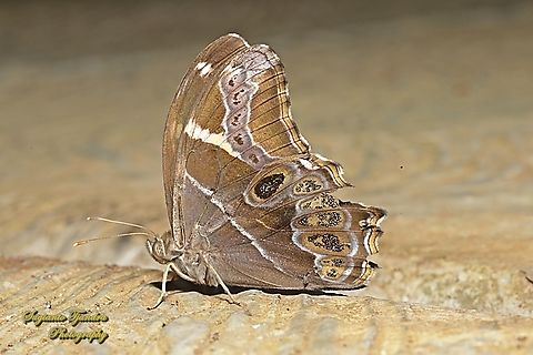 The Bamboo Tree-Brown Butterfly, Lethe europa  Bamboo treebrown,Geotagged,Indonesia,Lethe europa,Summer