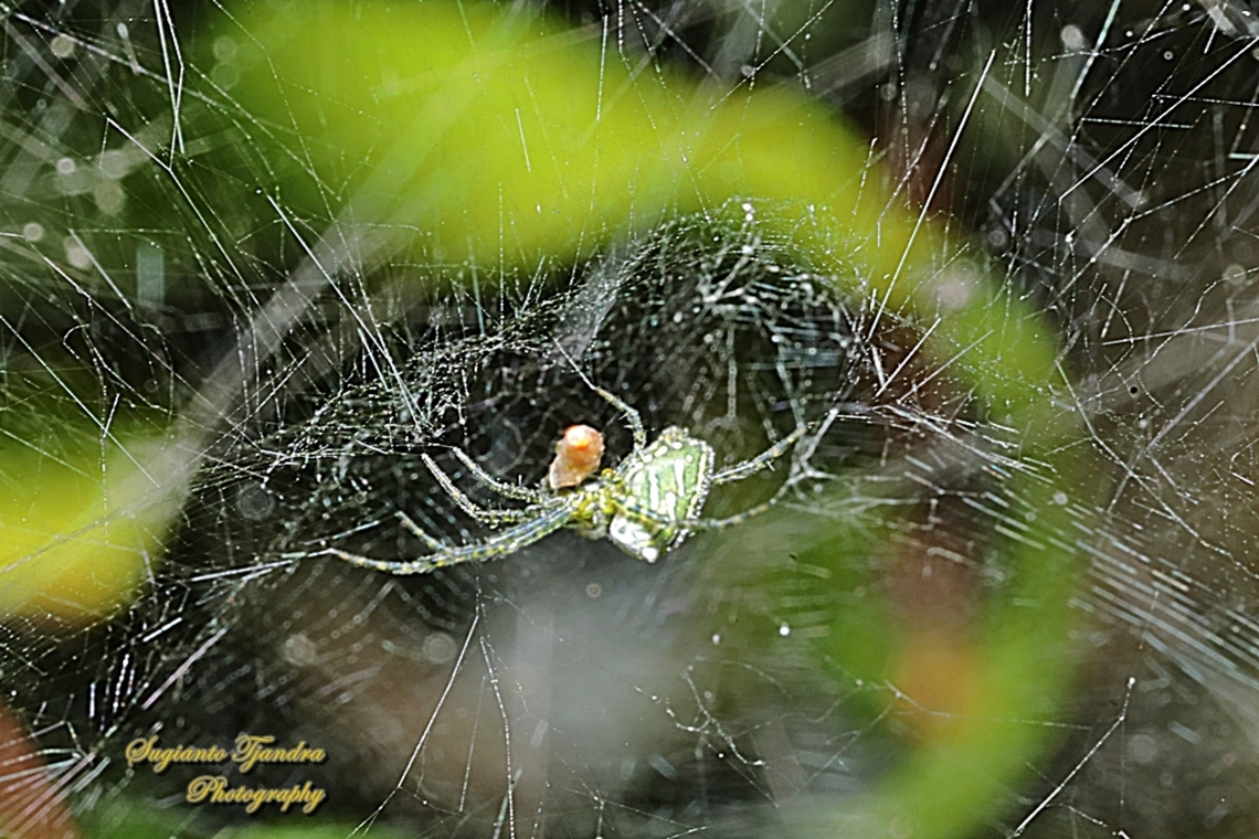 The Dome Tent-web spider (Cyrtophora moluccensis)  Cyrtophora moluccensis,Dome Tent Spider,Geotagged,Indonesia,Summer