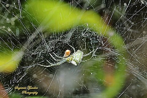 The Dome Tent-web spider (Cyrtophora moluccensis)  Cyrtophora moluccensis,Dome Tent Spider,Geotagged,Indonesia,Summer