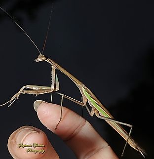 Praying Mantis, Tenodera fasciata  Geotagged,Indonesia,Summer,Tenodera fasciata