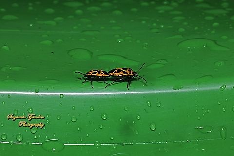 Painted Bug, Eurydema dominulus  Eurydema dominulus,Geotagged,Indonesia,Painted Bug,Summer