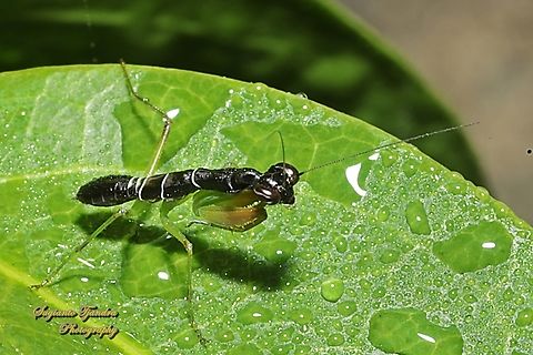 Asian ant mantis, Odontomantis planiceps  Asian Ant Mantis,Geotagged,Indonesia,Odontomantis planiceps,Summer
