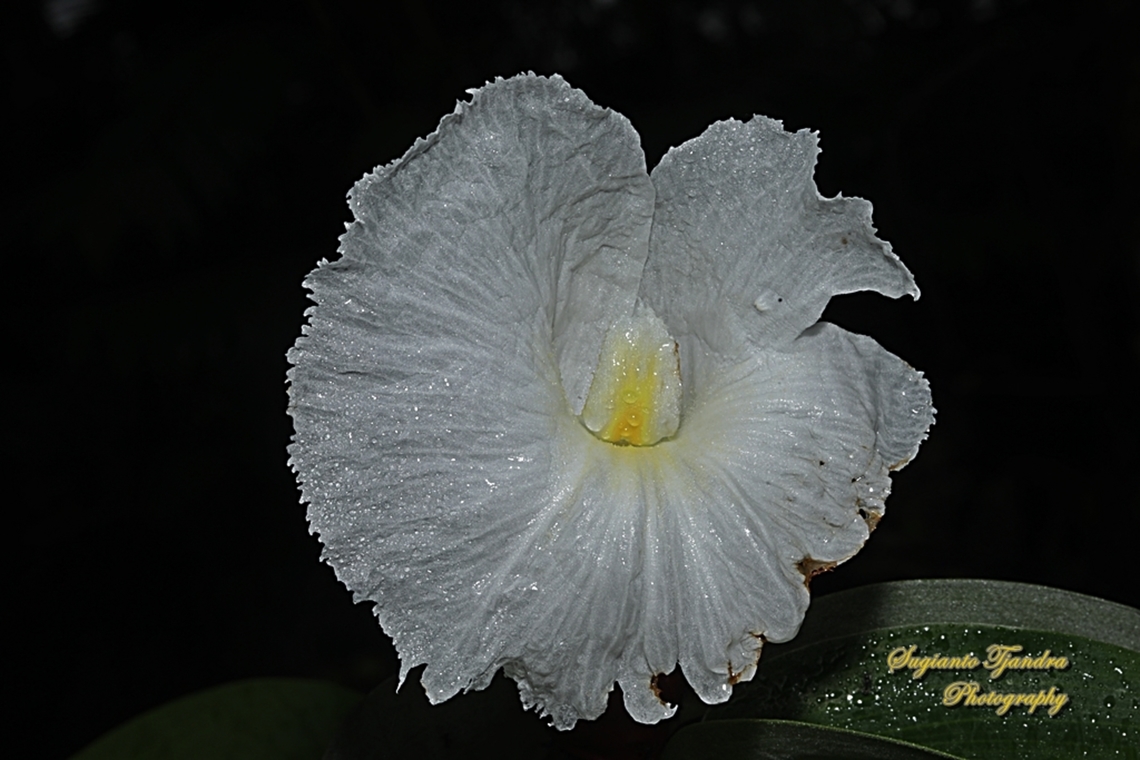 Crepe Ginger flower, Hellenia speciosa, Costaceae  Geotagged,Hellenia speciosa,Indonesia,Summer