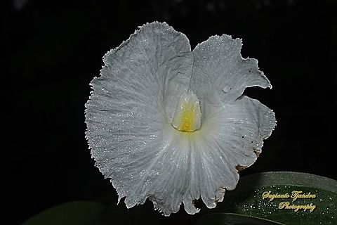 Crepe Ginger flower, Hellenia speciosa, Costaceae  Geotagged,Hellenia speciosa,Indonesia,Summer
