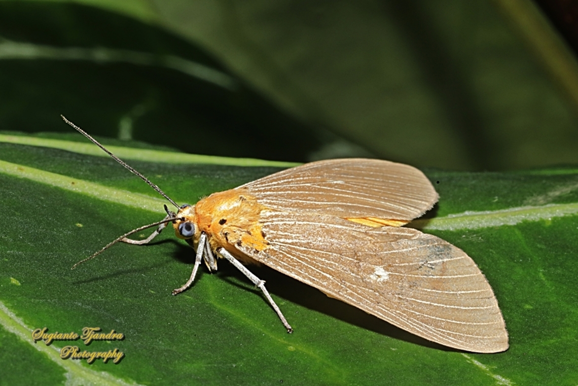 Tropical Tiger Moth, Asota caricae  Asota caricae,Geotagged,Indonesia,Summer,Tropical tiger moth