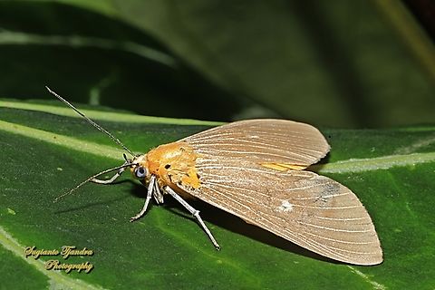 Tropical Tiger Moth, Asota caricae  Asota caricae,Geotagged,Indonesia,Summer,Tropical tiger moth