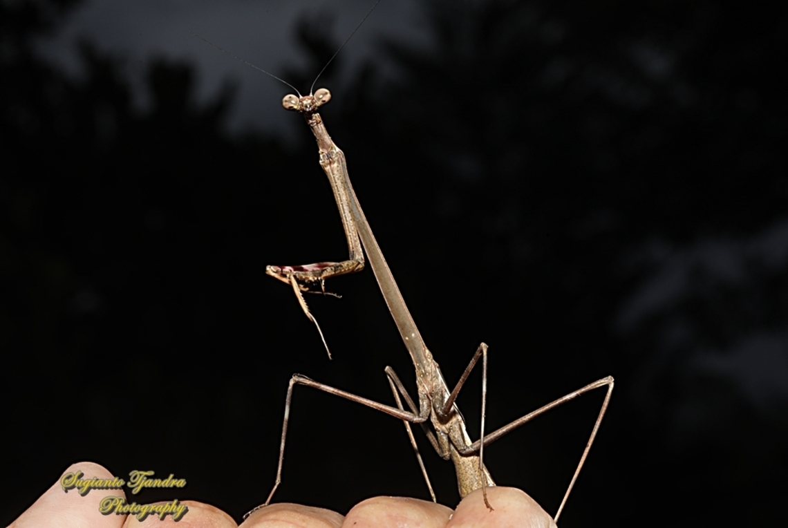 Giraffe Mantis, Euchomenella Sp.  Geotagged,Indonesia,Summer