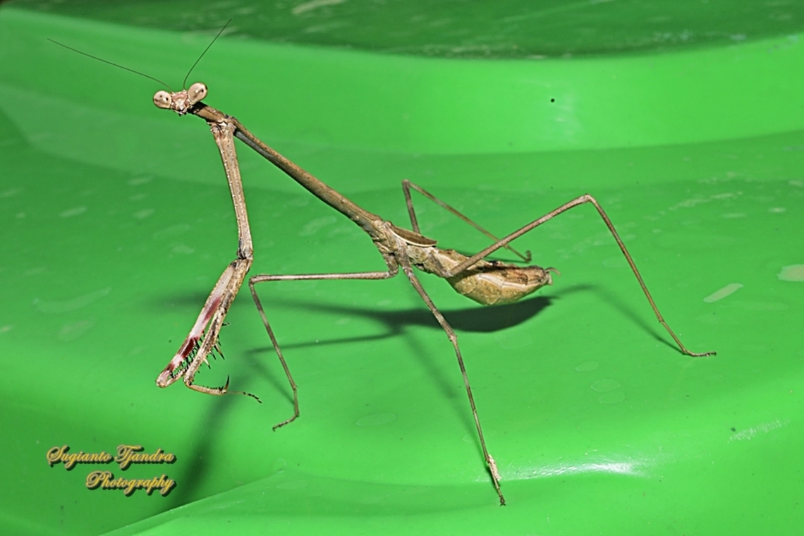 Giraffe Mantis, Euchomenella Sp.  Geotagged,Indonesia,Summer