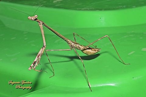 Giraffe Mantis, Euchomenella Sp.  Geotagged,Indonesia,Summer