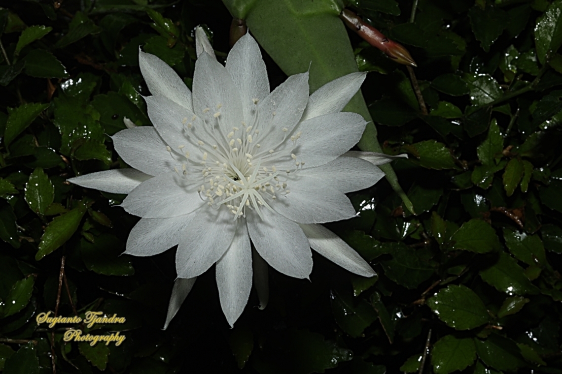 Wijaya Kusuma flower (Queen of the night), Epiphyllum oxypetalum  Dutchman's pipe cactus,Epiphyllum oxypetalum,Geotagged,Indonesia,Summer