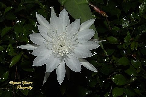 Wijaya Kusuma flower (Queen of the night), Epiphyllum oxypetalum  Dutchman's pipe cactus,Epiphyllum oxypetalum,Geotagged,Indonesia,Summer