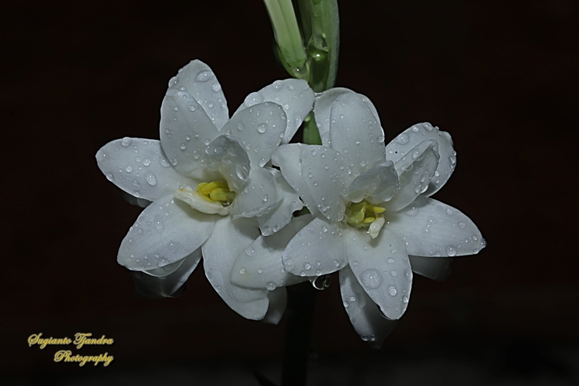 Bunga Sedap Malam, Tuberose, Polianthes tuberosa  Agave amica,Fall,Geotagged,Indonesia,tuberose