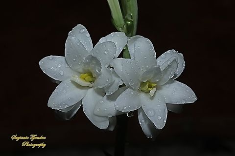 Bunga Sedap Malam, Tuberose, Polianthes tuberosa  Agave amica,Fall,Geotagged,Indonesia,tuberose