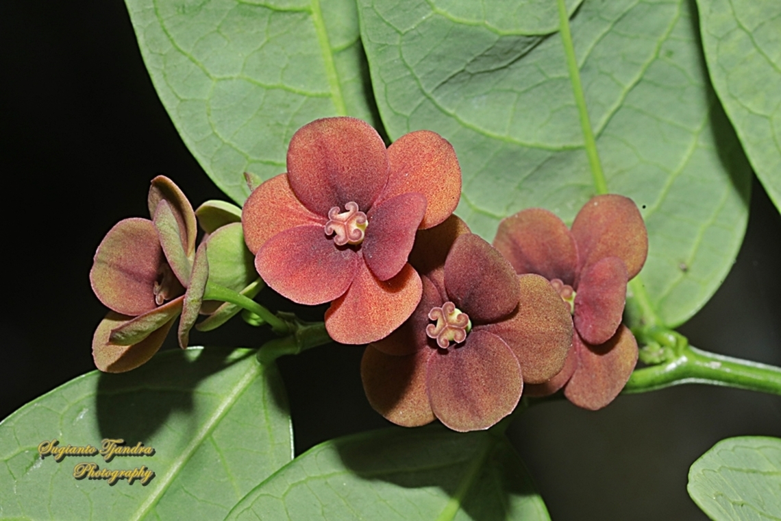 Katuk flowers,  Breynia androgyna  Fall,Geotagged,Indonesia,Katuk,Sauropus androgynus