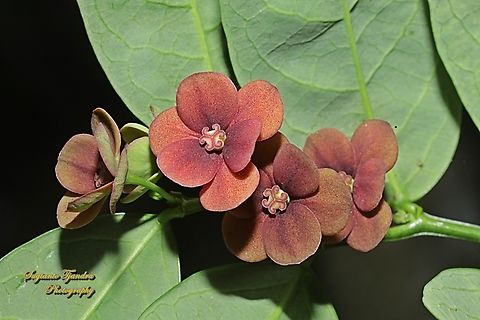 Katuk flowers,  Breynia androgyna  Fall,Geotagged,Indonesia,Katuk,Sauropus androgynus